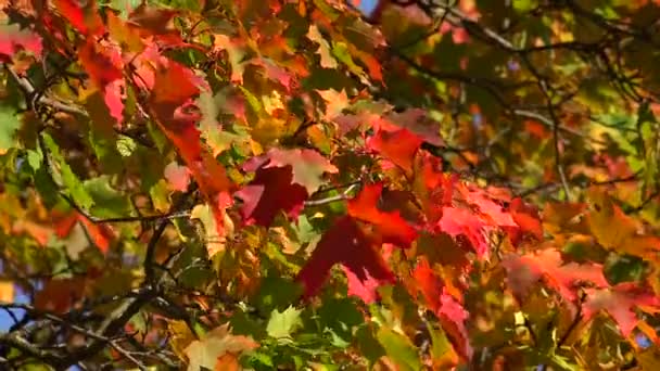 El arce amarillo se va contra el cielo azul. 4K . — Vídeo de stock