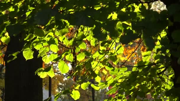 Linden groene bladeren. 4k. — Stockvideo