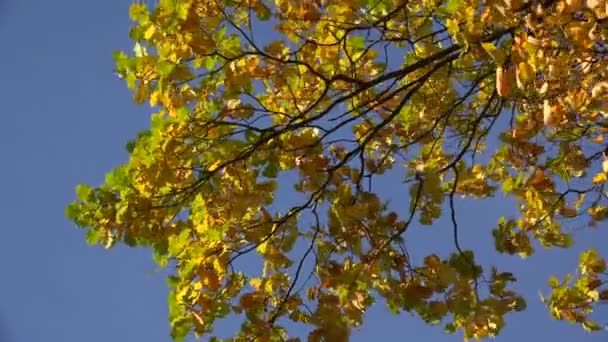 Hojas de roble amarillo contra el cielo azul. 4K . — Vídeo de stock