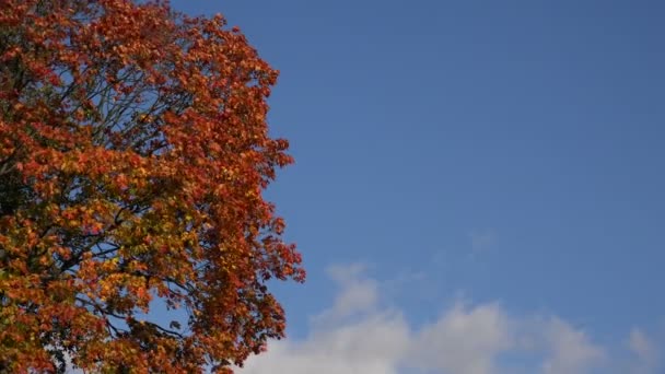 Gele maple laat tegen de blauwe hemel. 4k. — Stockvideo
