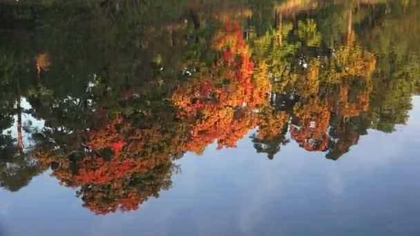 Отражение осенних деревьев в воде. Осенний пейзаж. 4K . — стоковое видео
