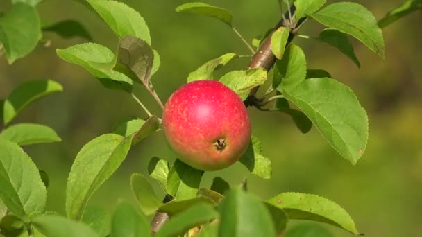 Mogna äpplen på apple trädgren. 4k. — Stockvideo