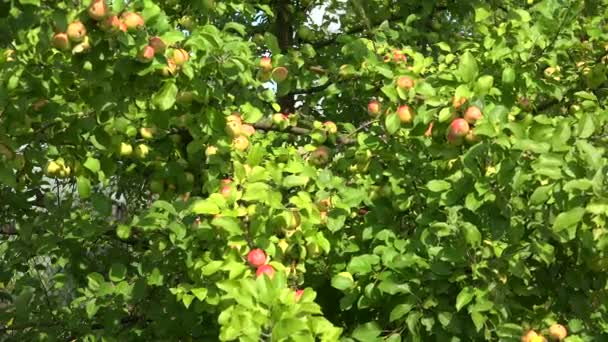 Reife Äpfel auf Ästen von Apfelbäumen. 4k. — Stockvideo