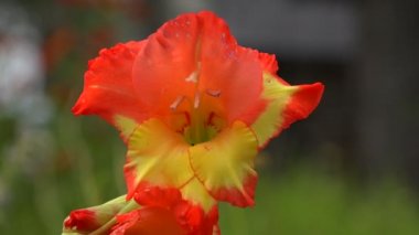 Kırmızı ve sarı Glayöl. 4k.