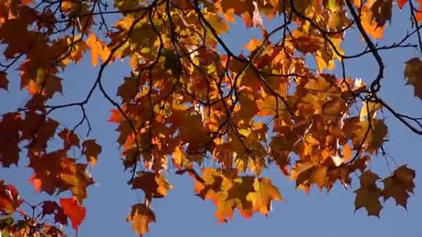 Yellow maple leaves against the blue sky. 4K. — Stock Video