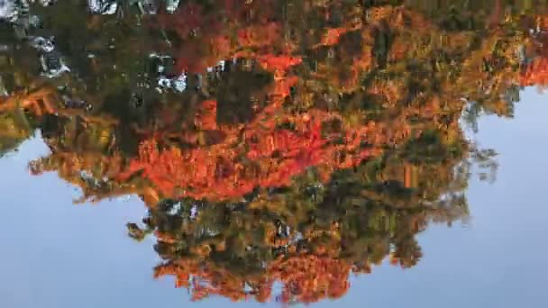 Reflet des arbres d'automne dans l'eau. Paysage d'automne. 4K .