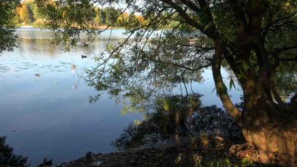 Herfst bos. Lake. Herfst landschap. 4k. — Stockvideo