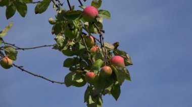 Olgun elma elma ağacı dalı. 4k.