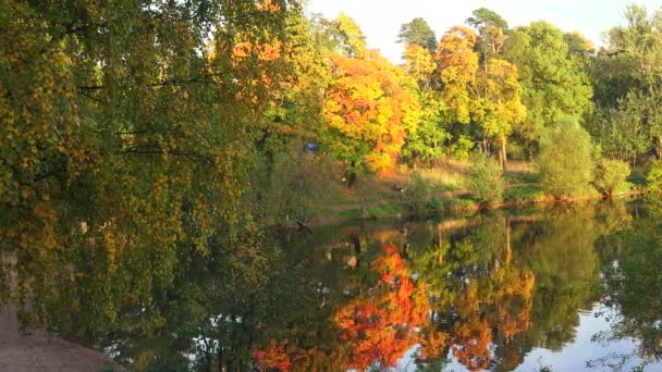 Bosque de otoño. Lago. Paisaje otoñal. 4K . — Vídeo de stock