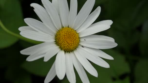 Marguerite blanche. Une fleur. 4K . — Video