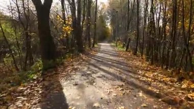 Sonbahar orman. Arabayla yolda sonbaharda seyahat. 4k.