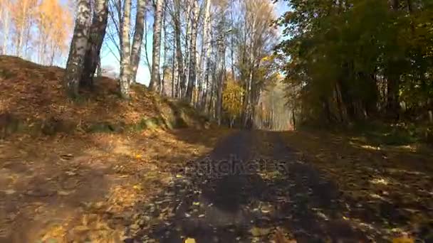 Осінній ліс. Подорож на машині по дорозі восени. 4-кілометровий . — стокове відео