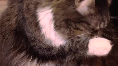 Gri kedi yıkar. 4k.