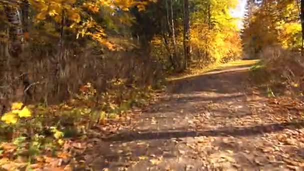 秋の森。秋に道路に車で旅行します。4 k. — ストック動画