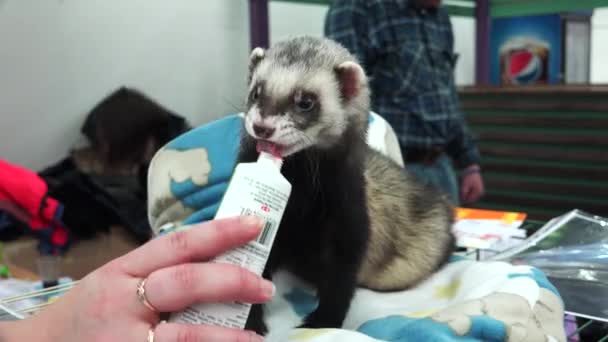 Ferret licking tube with the food. 4K. — Stock Video