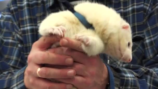 Білий ferret в руках власника. 4 к. — стокове відео