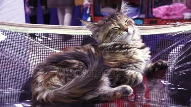 Komik kedi ve falls uyuyor. 4k.