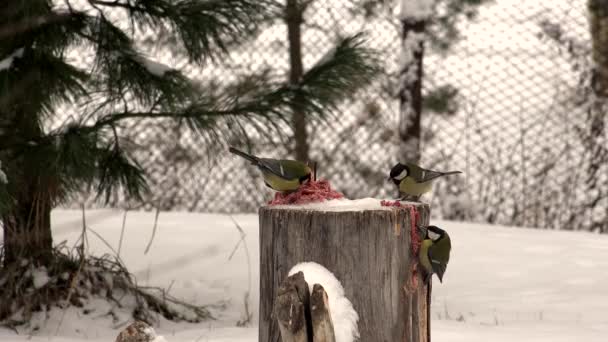 Bullfinches dziobać i jeść mięso. 4k. — Wideo stockowe