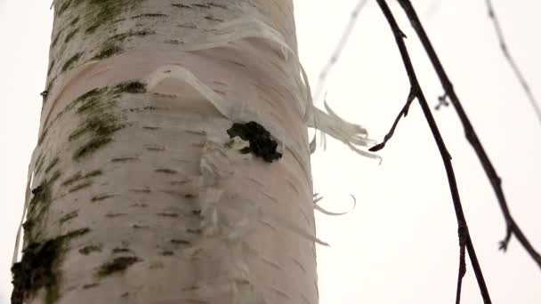 Trunk of a birch bark and the wind. 4K. — Stock Video