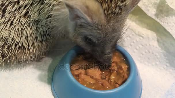 Hedgehog eats from a bowl. 4K. — Stock Video