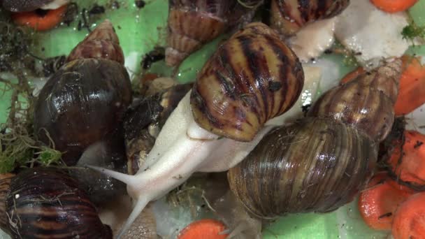 Big, huge snails. 4K. — Stock Video