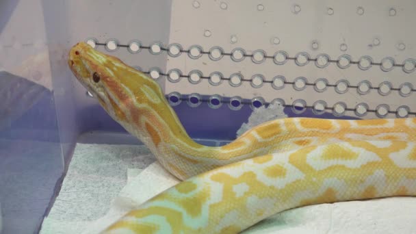 Serpiente blanca y amarilla. 4K . — Vídeo de stock