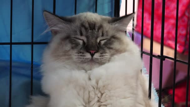 おかしい猫と眠りに落ちる。4 k. — ストック動画