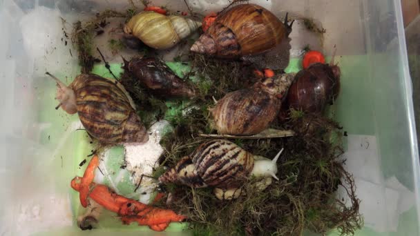 Big, huge snails. 4K. — Stock Video