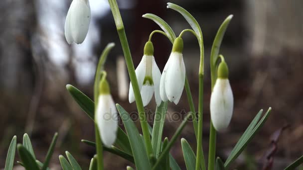 Snowdrops on the meadow. 4K. — Stock Video