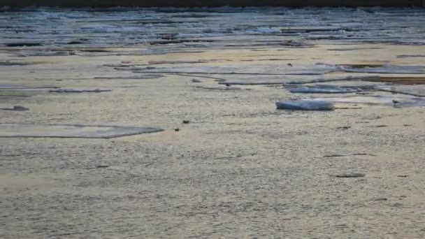 El témpano flota en el agua. 4K . — Vídeo de stock