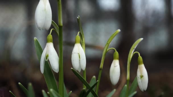 Snowdrops on the meadow. 4K. — Stock Video