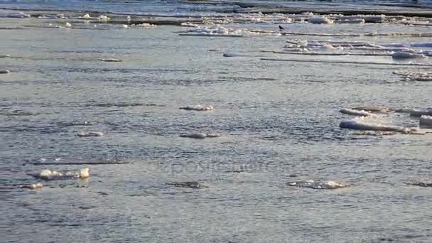 Ledová kra plave ve vodě. 4k. — Stock video