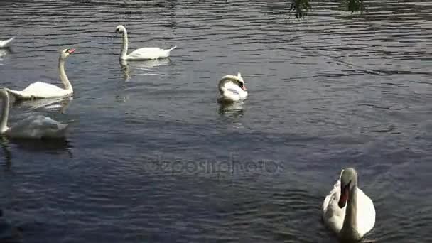 Les cygnes blancs nagent dans l'eau. 4K . — Video