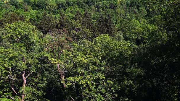 A densa floresta decídua. 4K . — Vídeo de Stock
