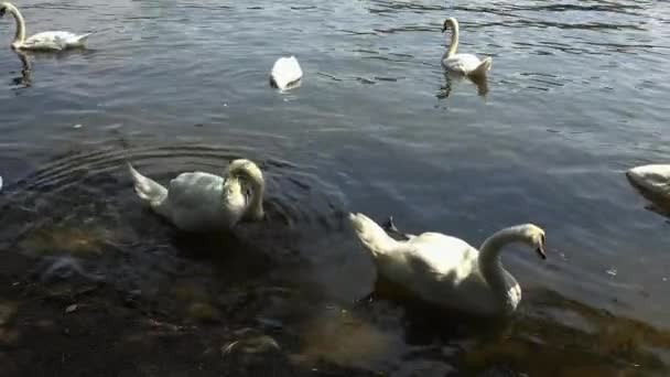 Les cygnes blancs nagent dans l'eau. 4K . — Video