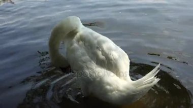 Beyaz kuğular suda yüzüyor. 4k.