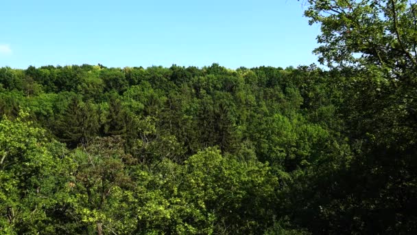 L'épaisse forêt de feuillus. 4K . — Video