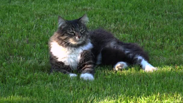 Chat gris au repos et sauts périlleux sur l'herbe. 4K . — Video