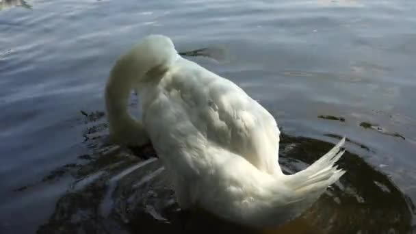 Les cygnes blancs nagent dans l'eau. 4K . — Video
