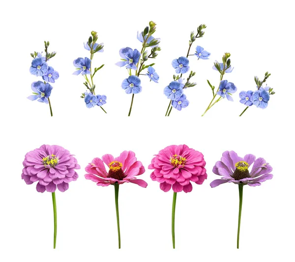 Isolerade Knoppar Och Blommor Uppsättning Vit Bakgrund — Stockfoto