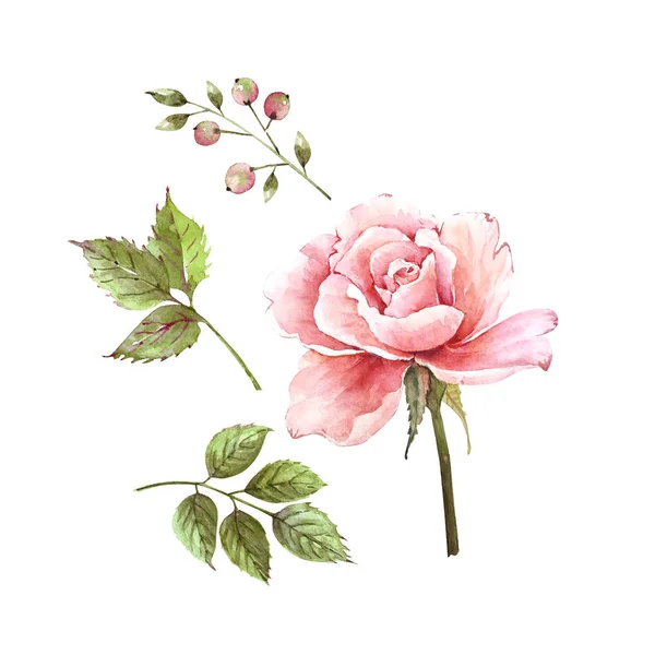 Ακουαρέλα Σετ Τριαντάφυλλο Λουλούδι Πράσινα Φύλλα Close Λευκό Φόντο — Φωτογραφία Αρχείου