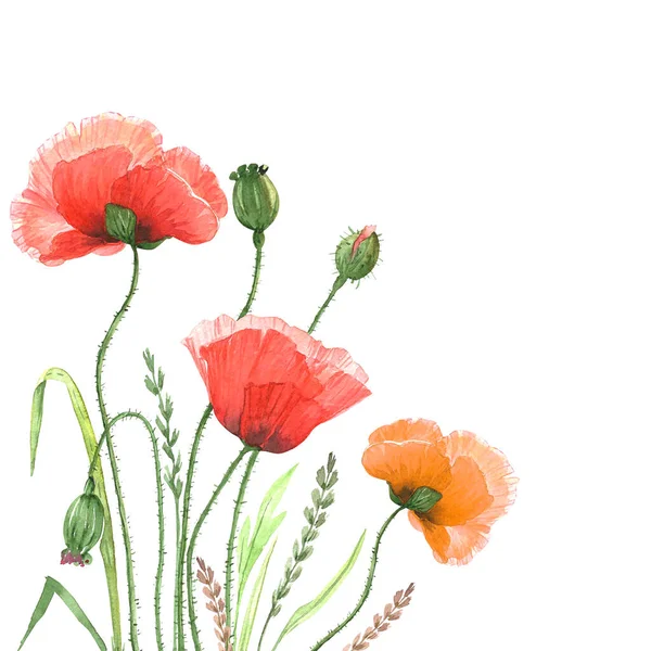 Czerwony Maki Kwiaty Akwarela Ilustracja Białym Tle Zielonymi Pączkami Liśćmi — Zdjęcie stockowe