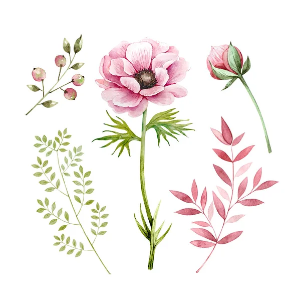 Набор Декоративных Иллюстраций Цветов Растений Белом Фоне Розовые Цветы Анемоны — стоковое фото