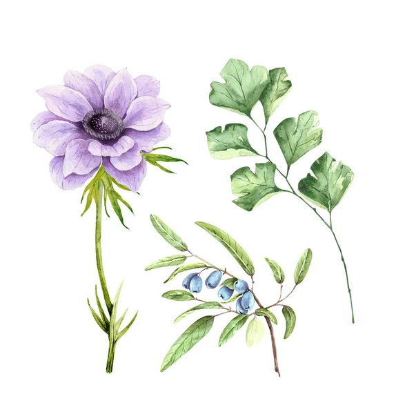 Набор Декоративных Иллюстраций Цветов Растений Белом Фоне Фиолетовый Анемон Цветок — стоковое фото