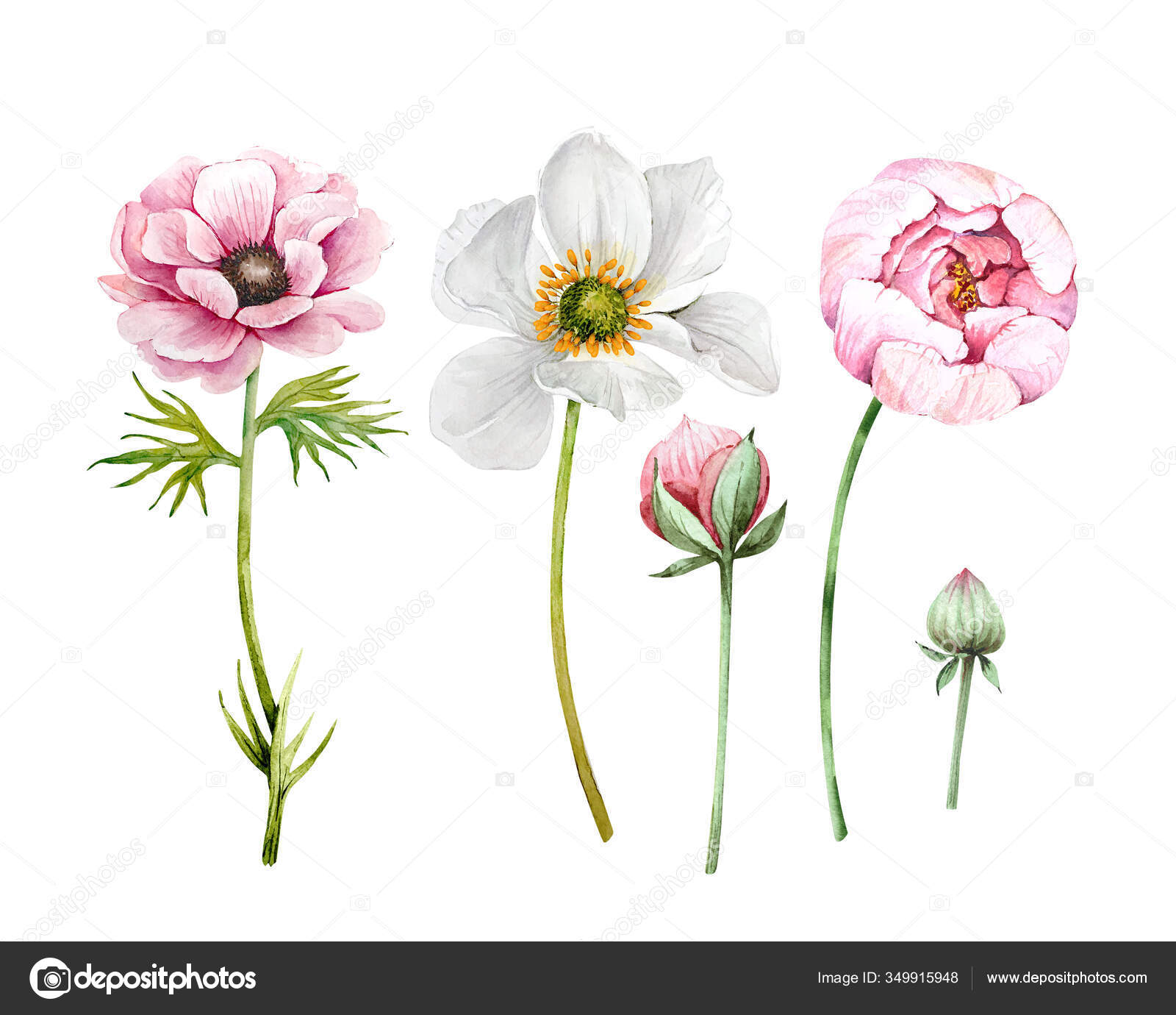 白い背景に花 植物の装飾的なイラストのセット ピンクと白の花のアネモネ牡丹と蕾水彩画 ストック写真 C Lana1512 白い背景に花 植物の装飾的なイラストのセット ピンクと白の花のアネモネ牡丹と蕾水彩画 ストック写真 C Lana1512