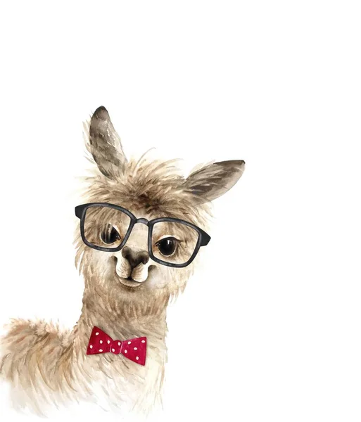 Alpaca Animal Bonito Óculos Pretos Laço Vermelho Ilustração Aquarela Fundo — Fotografia de Stock