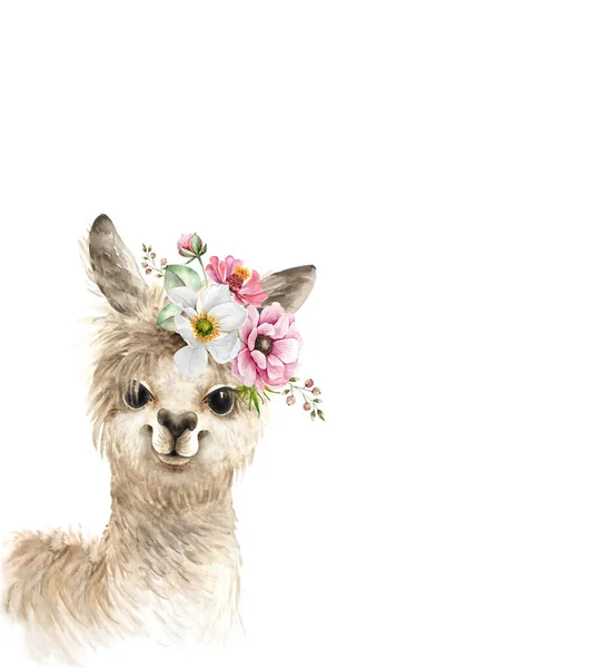 Alpaca Llama Animal Bonito Com Buquê Flores Rosa Sua Cabeça — Fotografia de Stock