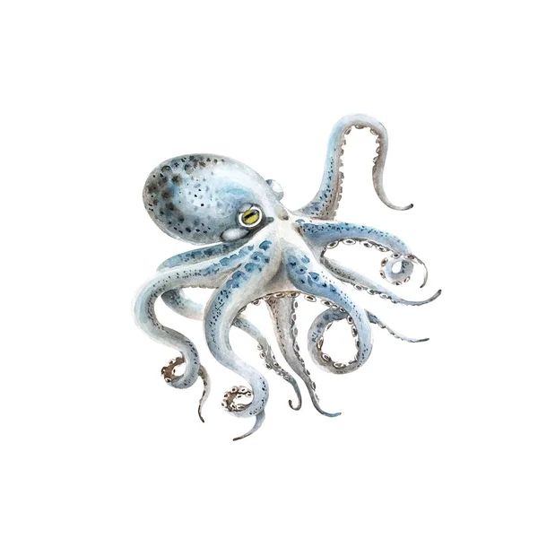 Blaue Krake Aquarell Illustration Auf Weißem Hintergrund — Stockfoto