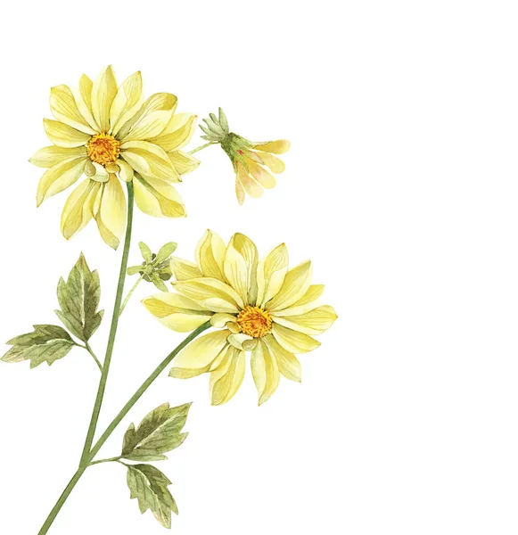 Желтый Букет Цветов Бутонами Иллюстрация Акварелью Белом Фоне Садовые Цветы — стоковое фото
