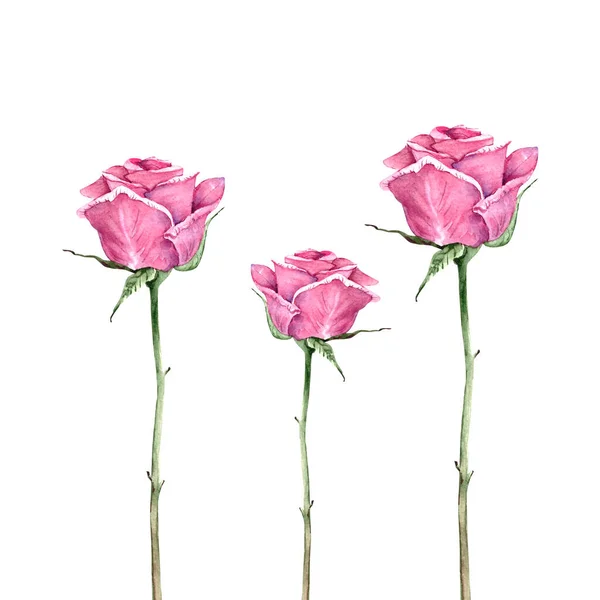 Rosa Rosa Com Caule Folhas Ilustração Aquarela — Fotografia de Stock